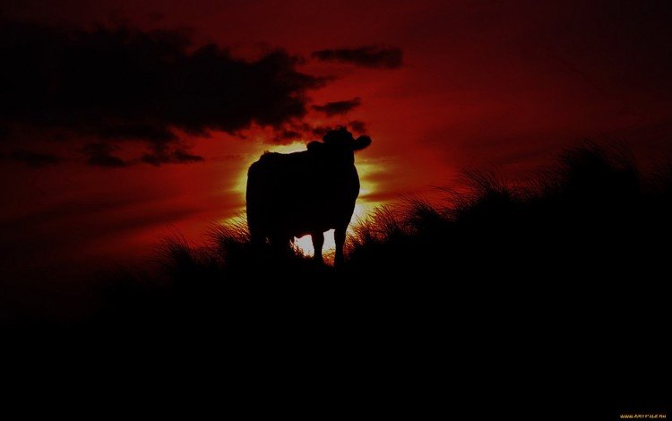 ночь, природа, животное, корова, night, nature, animal, cow
