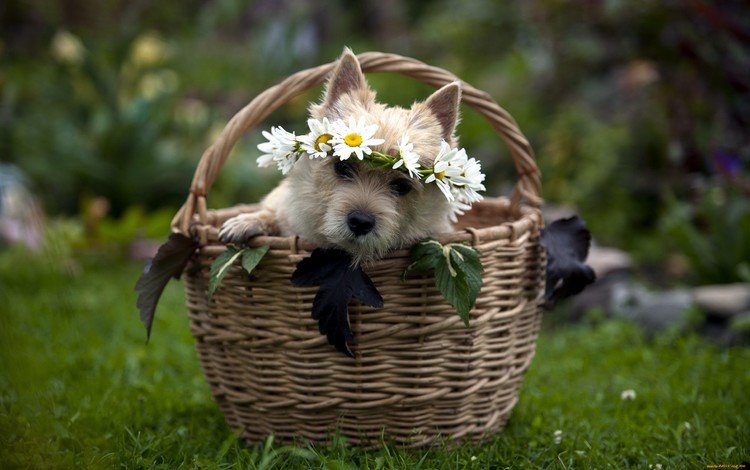 морда, цветы, трава, собака, корзина, венок, щенок в корзинке, face, flowers, grass, dog, basket, wreath, puppy in a basket