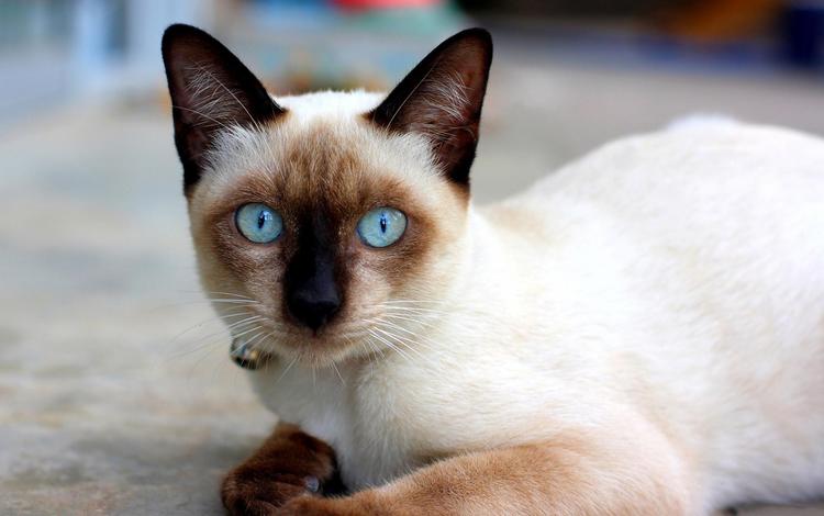 кошка, сиамская, голубоглазая, сиамская кошечка, cat, siamese, blue-eyed, siamese cat