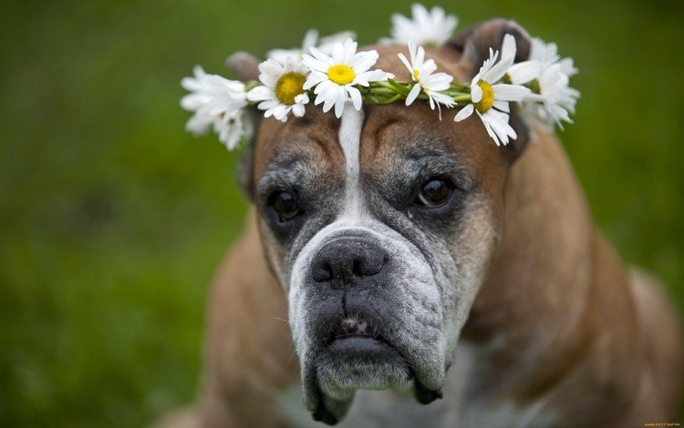 цветы, взгляд, собака, друг, венок, собачка, боксер, flowers, look, dog, each, wreath, boxer