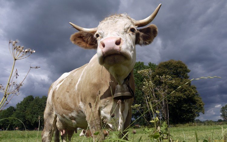 природа, рога, корова, колокольчик, буренка, nature, horns, cow, bell, bessie