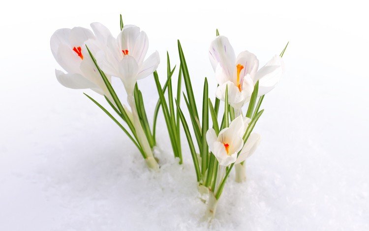 цветы, снег, весна, первоцвет, крокусы, белые подснежники, flowers, snow, spring, primrose, crocuses, white snowdrops