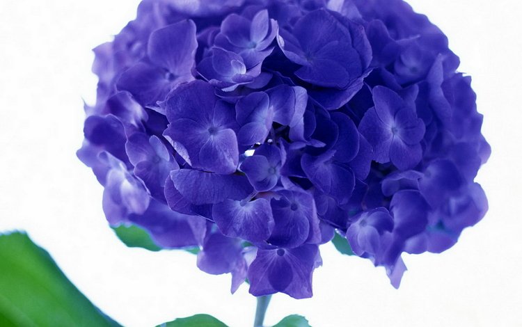 цветок, фиолетовый, соцветие, гортензия, гортензии, flower, purple, inflorescence, hydrangea, hydrangeas