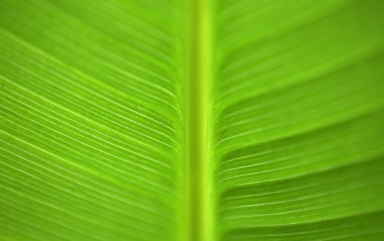 текстура, зелёный, макро, цвет, лист, прожилки, зеленый лист, texture, green, macro, color, sheet, veins, green leaf