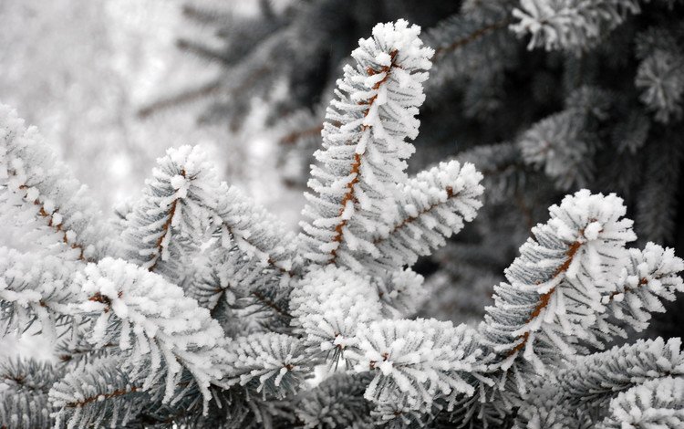 деревья, заснеженная хвоя, снег, природа, хвоя, зима, макро, мороз, ель, trees, snow-covered pine needles, snow, nature, needles, winter, macro, frost, spruce