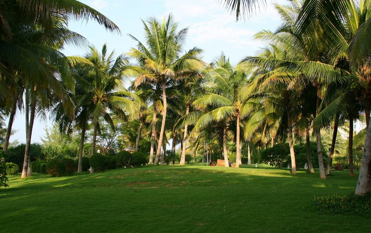 трава, природа, утро, пальмы, китай, grass, nature, morning, palm trees, china