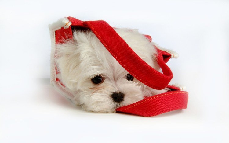 морда, пушистый, собака, щенок, сумка, болонка, мальтийская, беленький щеночек, face, fluffy, dog, puppy, bag, lapdog, maltese, little white puppy