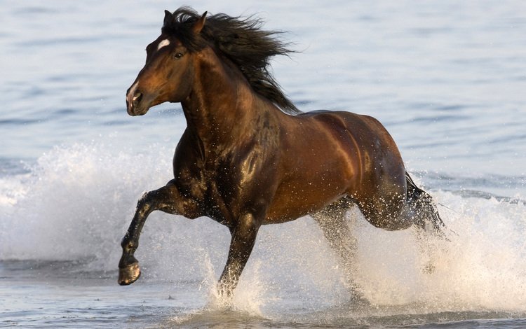 лошадь, вода, брызги, конь, грива, копыта, horse, water, squirt, mane, hooves