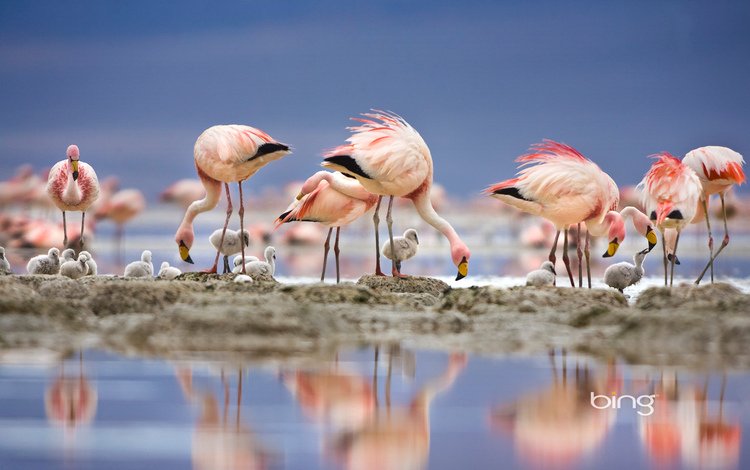 озеро, отражение, фламинго, птицы, перья, птенцы, lake, reflection, flamingo, birds, feathers, chicks