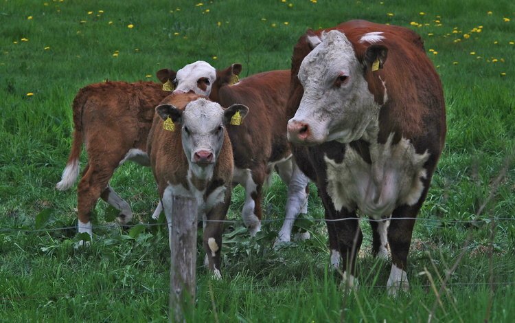 трава, ограждение, одуванчики, корова, коровы, телята, grass, the fence, dandelions, cow, cows, calves