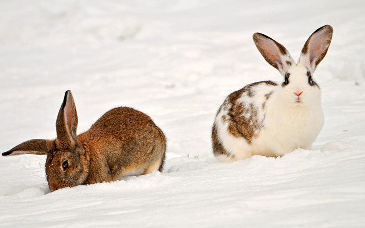 снег, зима, животные, кролики, snow, winter, animals, rabbits