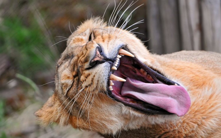 морда, зубы, лев, язык, пасть, львица, львица зевает, face, teeth, leo, language, mouth, lioness, a lioness yawns