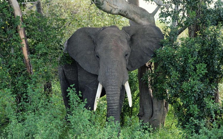 природа, слон, уши, хобот, бивни, африканский слон, nature, elephant, ears, trunk, tusks, african elephant