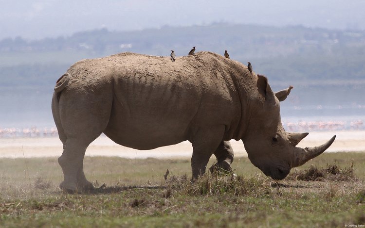 природа, животное, носорог, млекопетающее, непарнокопытное, nature, animal, rhino, mlekopitayuschie, equine