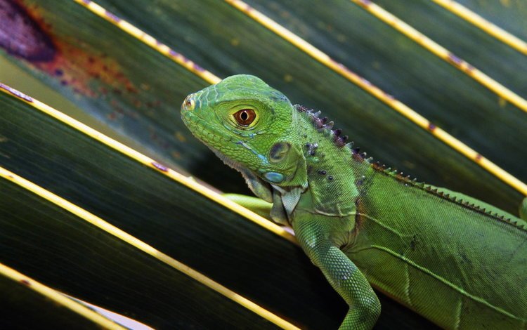 природа, макро, ящерица, зеленая, ящерка, игуана, nature, macro, lizard, green, iguana