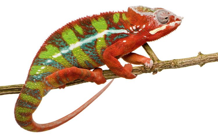 ветка, ящерица, белый фон, хамелеон, branch, lizard, white background, chameleon