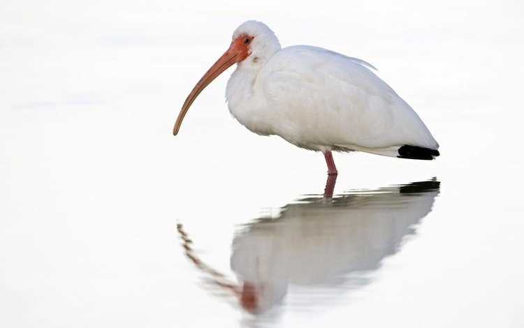отражение, белый, птица, клюв, птица в воде, ибис, reflection, white, bird, beak, the bird in the water, ibis