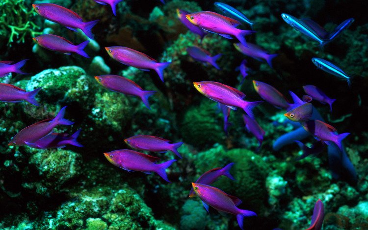 море, рыбы, океан, кораллы, подводный мир, рыбкам фиолетово, sea, fish, the ocean, corals, underwater world, fish purple