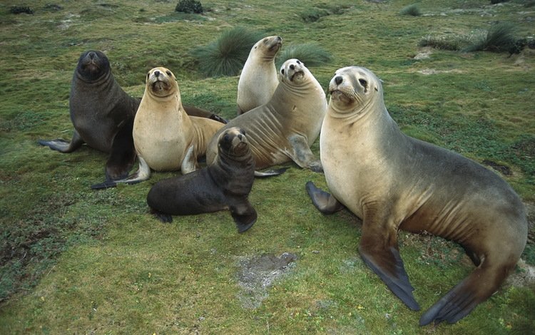 животные, отдых, семья, забота, стая, тюлени, морские котики, animals, stay, family, care, pack, seals, navy seals