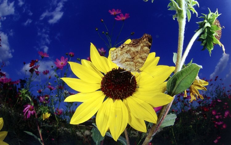 цветок, бабочка, подсолнух, флора, бабочка на подсолнухе, flower, butterfly, sunflower, flora, butterfly on a sunflower