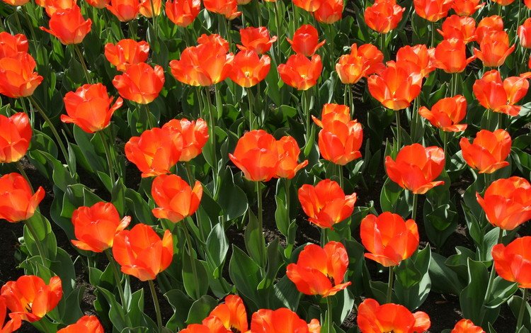 цветы, природа, красные, тюльпаны, красные тюльпаны, flowers, nature, red, tulips, red tulips