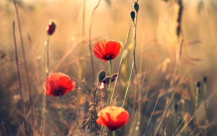 поле, лепестки, луг, мак, стебель, красный мак, field, petals, meadow, mac, stem, red poppy