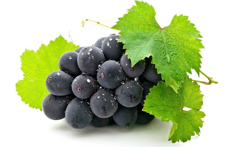 листья, виноград, ягода, белый фон, гроздь, черный виноград, leaves, grapes, berry, white background, bunch, black grapes