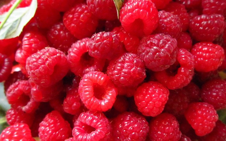 малина, ягода, красная, спелая, много, raspberry, berry, red, ripe, a lot
