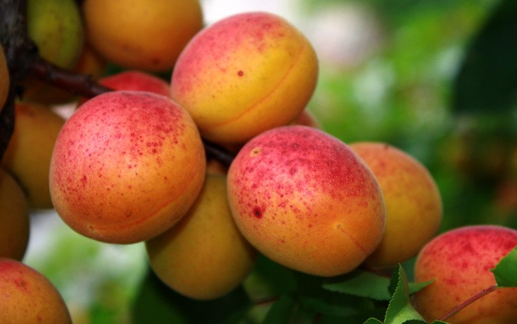 листья, фрукты, плоды, абрикосы, leaves, fruit, apricots