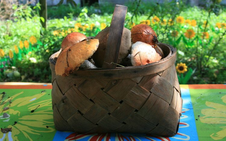 природа, осень, грибы, корзина, грибы в лукошке, nature, autumn, mushrooms, basket, mushrooms in a basket