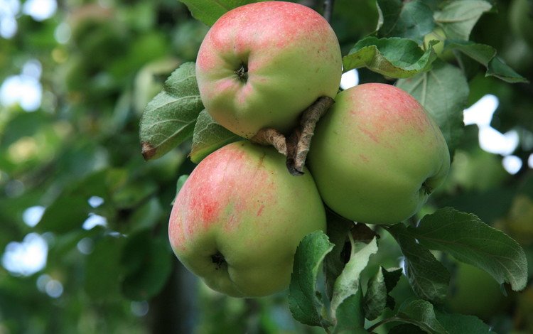 фрукты, яблоки, сад, урожай, яблоня, fruit, apples, garden, harvest, apple