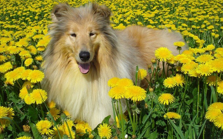 цветы, мордочка, поле, взгляд, собака, колли, шотландская овчарка, колли в одуванчиках, flowers, muzzle, field, look, dog, collie, scottish shepherd, collie in dandelions
