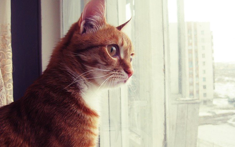 кот, смотрит, сидит, окно, рыжий, рыжик, котик, скучаю, cat, looks, sitting, window, red, ginger, miss