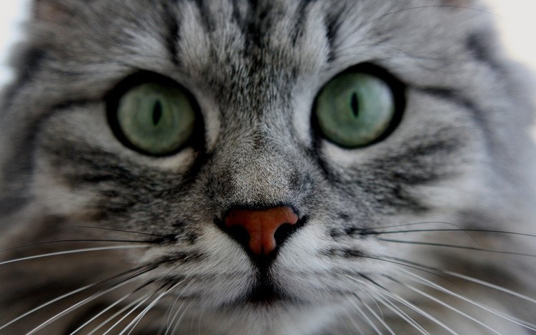 глаза, морда, кот, кошка, пушистый, серый, усики, полосатый котик, eyes, face, cat, fluffy, grey, antennae, striped cat