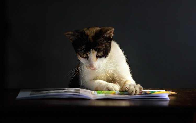 мордочка, кошка, черный фон, книга, лапки, киса, умная, muzzle, cat, black background, book, legs, kitty, smart