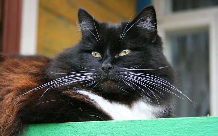 кот, кошка, взгляд, черно-белая, усище, cat, look, black and white, kind of mustache