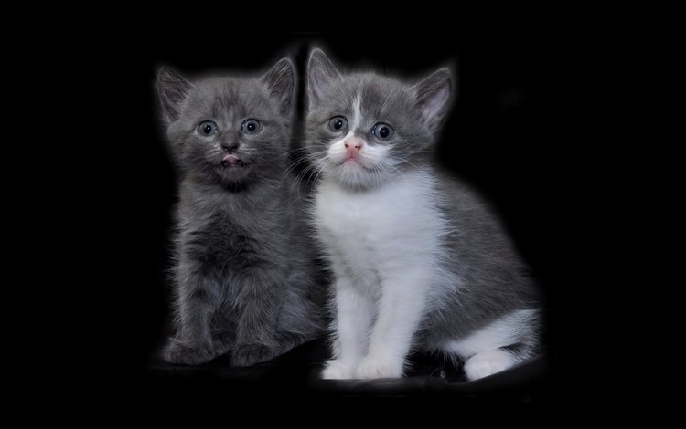 два, котёнка, two, kitten