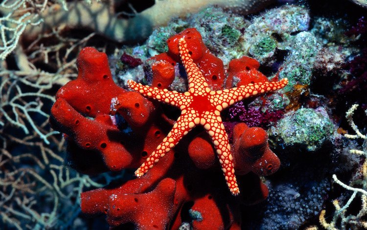 мир, морская звезда, подводный, the world, starfish, underwater