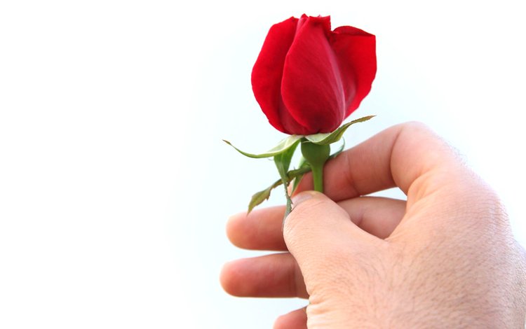 роза, праздник, для любимой, rose, holiday, for the beloved
