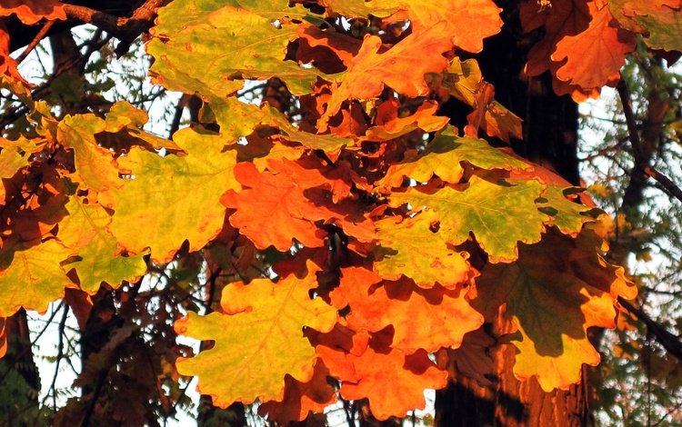 деревья, природа, листья, осень, дуб, осенние листья, дубовый лист, trees, nature, leaves, autumn, oak, autumn leaves
