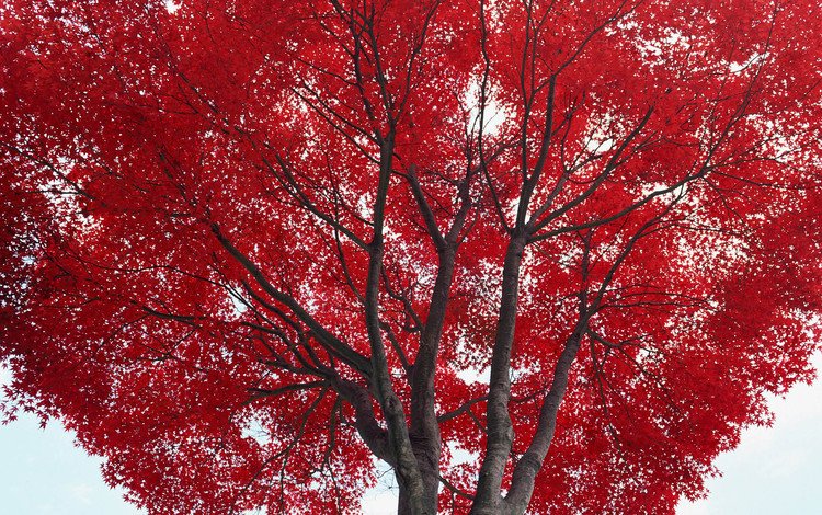 дерево, листья, осень, красные, tree, leaves, autumn, red