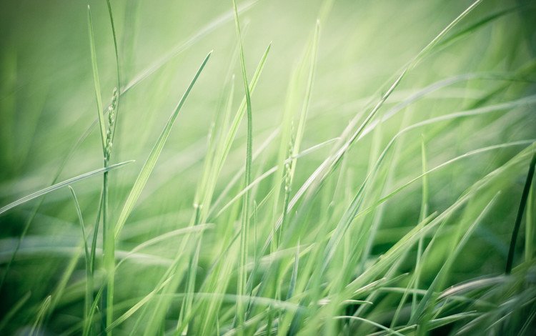 трава, макро, фон, зелёная трава, grass, macro, background, green grass