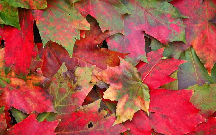 природа, листья, макро, осень, клен, листопад, nature, leaves, macro, autumn, maple, falling leaves
