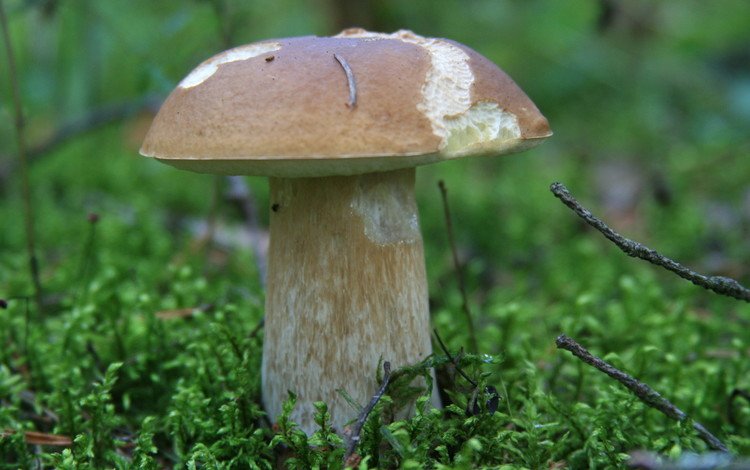 трава, природа, лес, осень, гриб, белый гриб, grass, nature, forest, autumn, mushroom, white mushroom