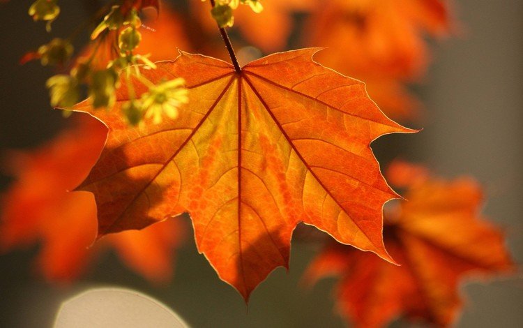 ветка, листья, осень, клен, красивые, branch, leaves, autumn, maple, beautiful