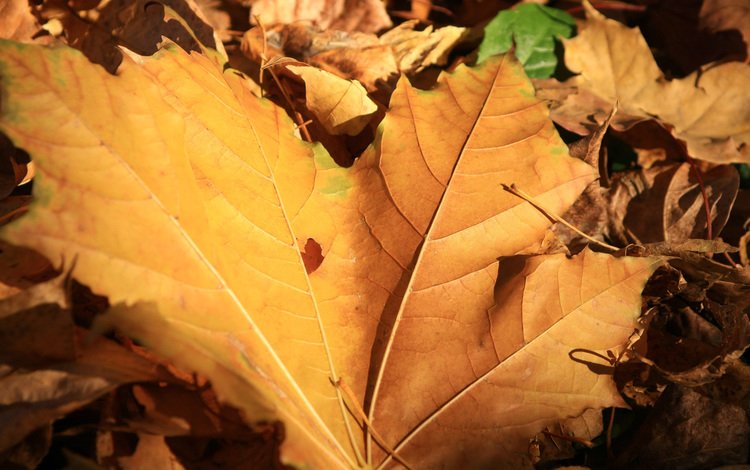 природа, листья, макро, осень, желтые, nature, leaves, macro, autumn, yellow