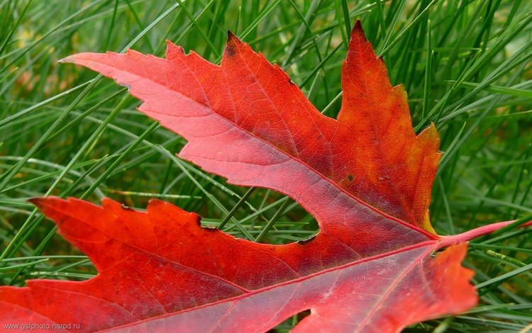 трава, природа, макро, осень, красный, лист, клен, grass, nature, macro, autumn, red, sheet, maple