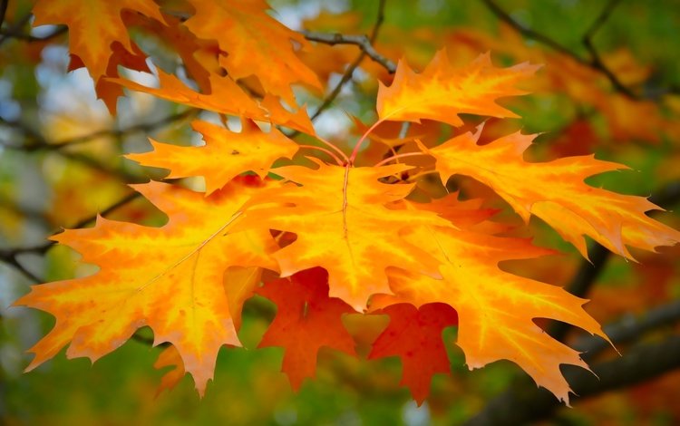 листья, фон, ветки, осень, размытость, клен, красивые, leaves, background, branches, autumn, blur, maple, beautiful