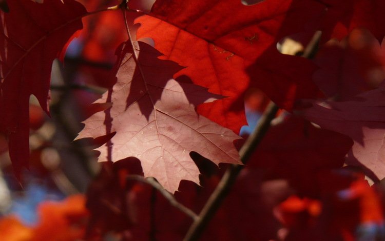 листья, макро, ветки, осень, красные, клен, leaves, macro, branches, autumn, red, maple