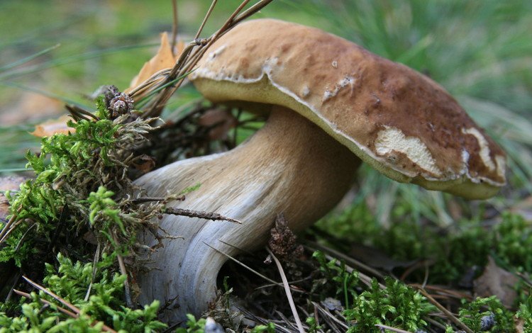 природа, лес, макро, грибы, мох, белый гриб, nature, forest, macro, mushrooms, moss, white mushroom